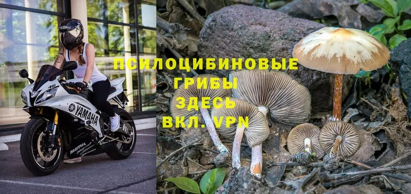 Псилоцибиновые грибы MAGIC MUSHROOMS  Новоуральск 